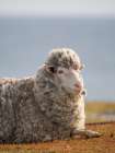 Merino sheep. Sheep farming of great economic importance to the Falkland Islands, Volunteer Point Art Print